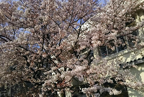 立石の桜