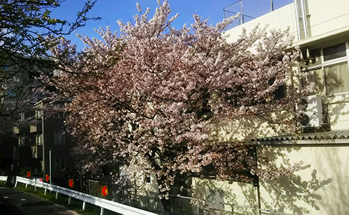 立石の桜