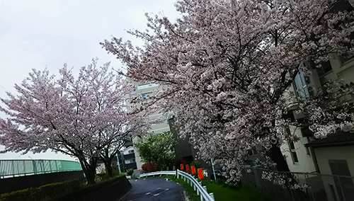 立石の桜