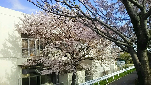 立石の桜