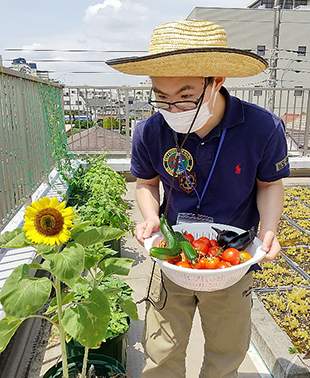 野菜の収穫