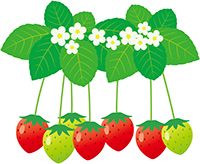 いちごのイラスト